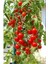 Delıcıous Salkım Cherry Domates 25 Tohum 1