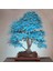 Mavi Akçaağaç Bonsai Tohumu 5 Adet 1