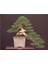 Bodur Lübnan Sediri Bonzai Ağacı Tohumu 5 Adet Bonsai Ağacı Tohumu 1