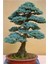 Bodur Mavi Selvi Bonzai Ağacı Tohumu 5 Adet Bonsai Ağacı Tohumu 1