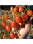 Üzüm Cherry Domates 10 Tohum 1