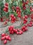Saksılık Zeytin Cherry Domates 10 Tohum 1