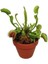 Venus Fly Trap Tohumu 5 Adet Tohum Etçil Bitki Etobur Bitki Sinek Kapan 1