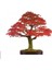 Bodur Flamingo Bonzai Ağacı Tohumu 5 Adet Bonsai Ağacı Tohumu 1