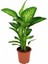 Difenbahya Tropic Snow 1