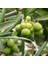 Gemlik Zeytin ( Trilye ) Fidanı 4 Adet 2