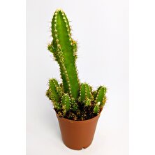 Toptan Kaktüs Cereus Peruvianus Nadir Tür Özel Kaktüs Nadide Kaktüs 5.5 cm Saksıda