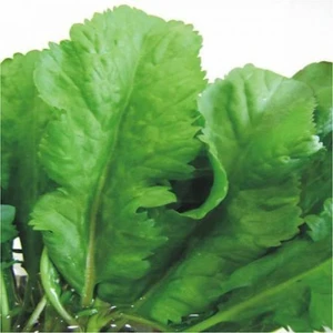 Reyon Ermenek Tere Tohumu (Geniş Yaprak) (1000 Gram)