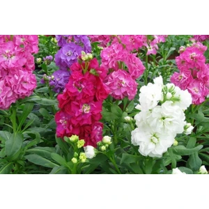 Murat Tohumculuk Karışık Renkli Şebboy Çiçeği Tohumu 10 Adet Tohum