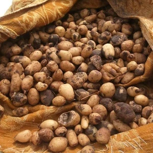 Reyon Ermenek Salep Yumrusu Tohumu (10 Adet)