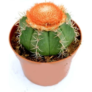 Reyon Ermenek Geniş Şapkalı Melocactus Matanzanus Kafalı Kaktüs Tohumu - 20 Adet