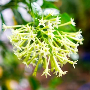 Reyon Ermenek Kokulu Melissa Parfüm Çiçeği Tohumu(20 Tohum)