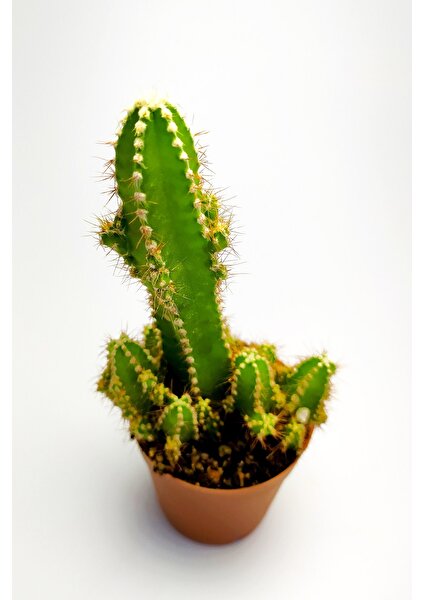 Toptan Kaktüs Cereus Peruvianus Nadir Tür Özel Kaktüs Nadide Kaktüs 5.5 cm Saksıda