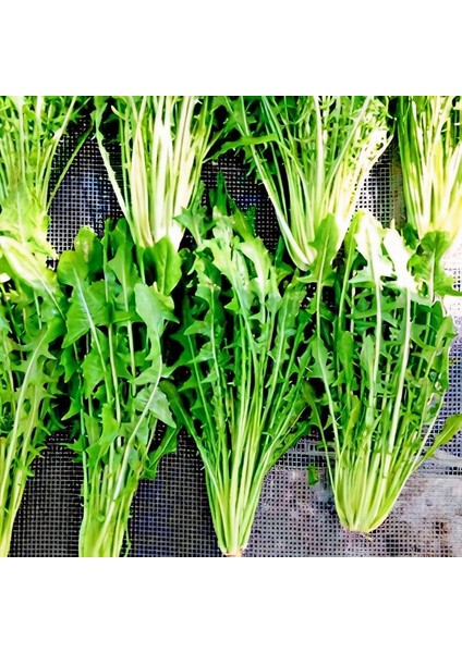 Catalogna Emerald Endive Tohumu (100 Tohum)