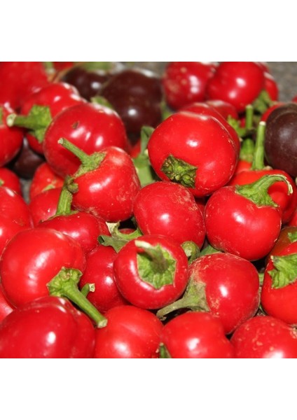 Burkita Tatlı Süs Biberi Tohumu (300 Tohum)