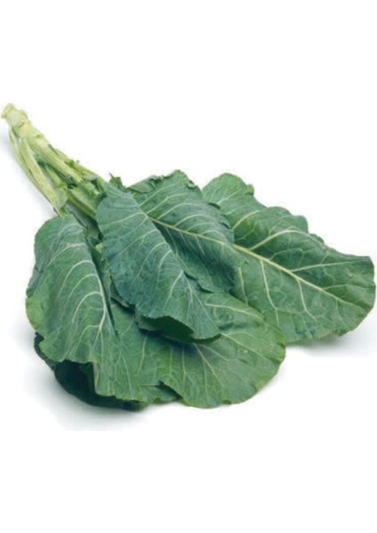 Doğal Morris Kara Lahana Tohumu (100 Tohum)