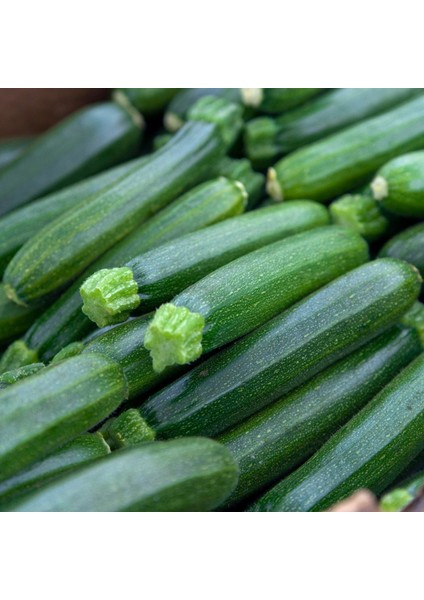 Siyah Kolsuz Dolmalık Kabak Tohumu (10 Gram)