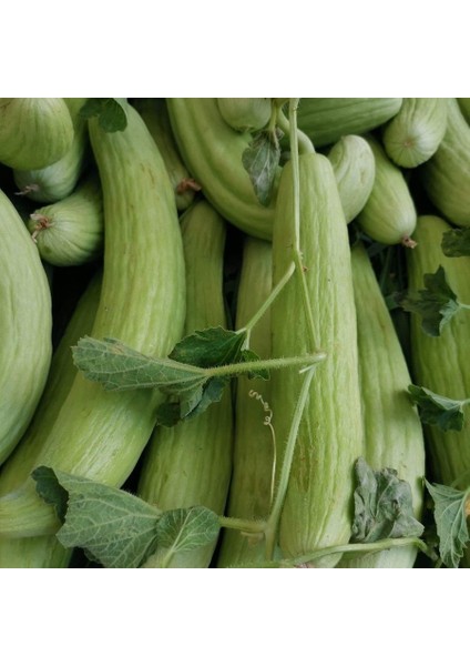 Acur Tohumu Hita (150 Tohum)