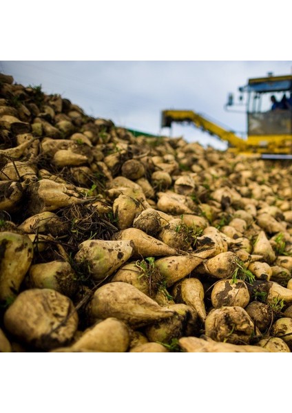 Doğal Altın Sarısı Şekerpancarı Tohumu (30 Tohum)