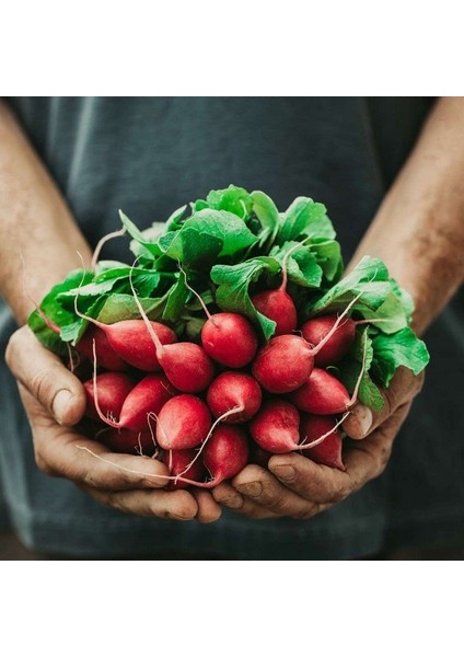 Doğal Pembe Parmak Turp Tohumu (50 Tohum)