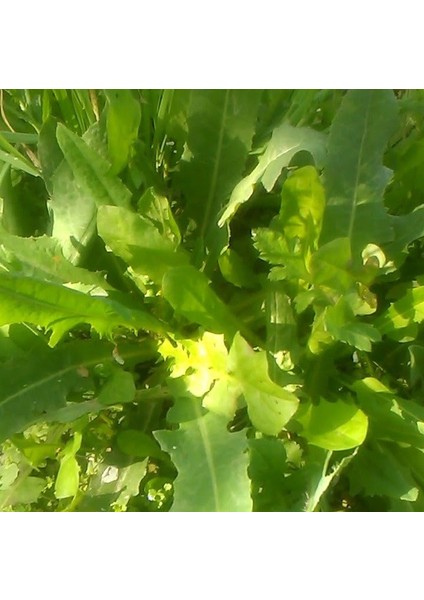 Doğal Cornd Salad Marul Tohumu (40 Tohum)