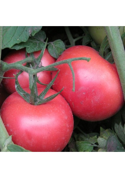 Pembola F1 Pembe Domates Tohumu (20 Tohum)