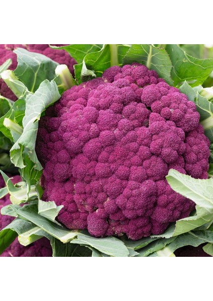 Doğal Mor Brokoli Tohumu(50 Tohum)