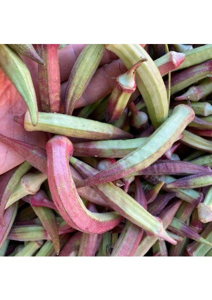 Ege Kınalı Bamya Tohumu Kınalı (50 Tohum)