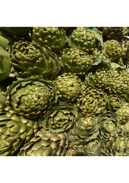 Yeşil Green Globe Enginar Tohumu (15 Tohum)