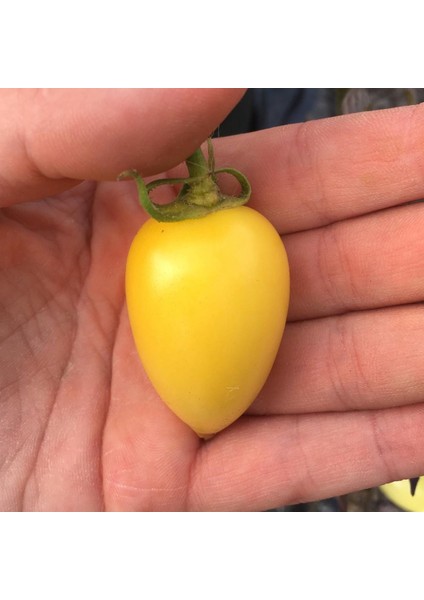 Doğal Özel Sausage Domates Tohumu (20 Tohum)