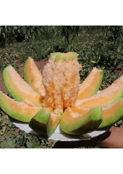 Doğal Muz Kavunu Tohumu(10 Tohum)