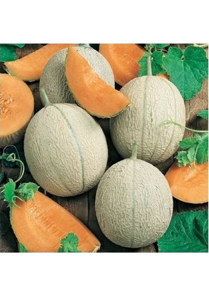 Minimiks F1 Kavun Tohumu (10 Tohum)