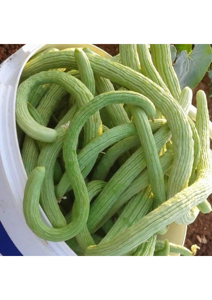 Uzun Anadolu 106 Acur TOHUMU(100 Tohum)