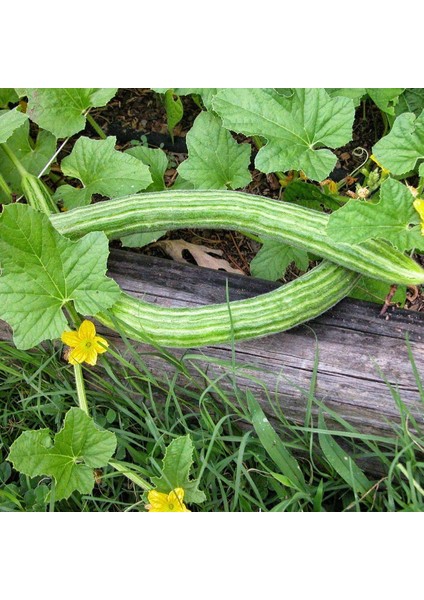 Süper Acar Acur Tohumu (10 Gram)