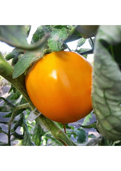Doğal Sunray Domates Tohumu (20 Tohum)