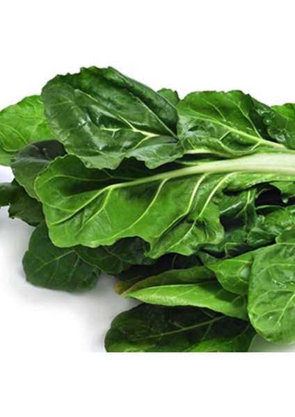 Doğal Geniş Yaprak Pazı Tohumu(40 Tohum)