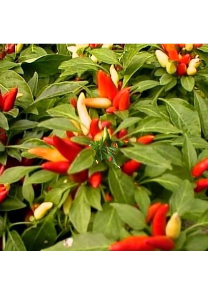 Doğal Tabasco Acı Biber Tohumu (20 Tohum)