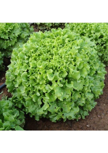 Süper Iri Kıvırcık Marul Tohumu (1200 Tohum)