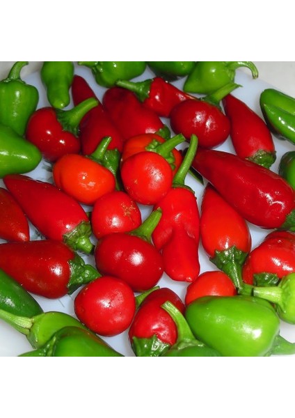 Doğal Acı Cherry Biber Tohumu (20 Tohum)