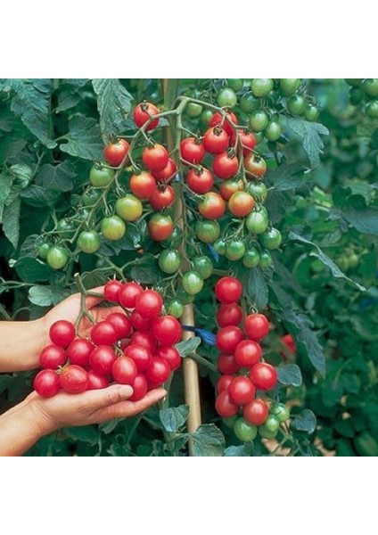 Doğal Küçük Kiraz Domates Tohumu (20 Tohum)