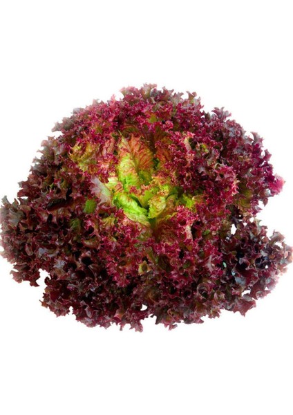 Kırmızı Kıvırcık Marul TOHUMU(100 Tohum)