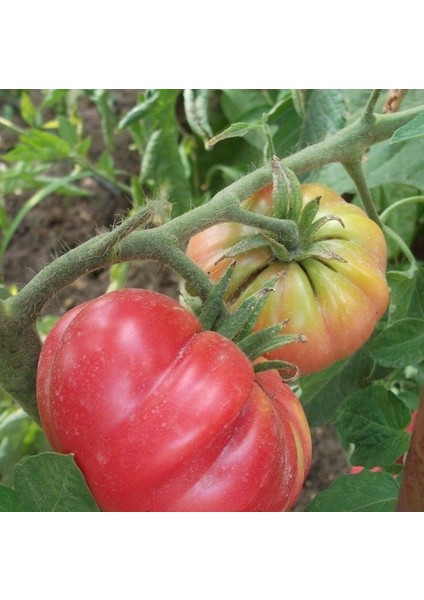 Bizimköy F2 Domates Tohumu (10 Tohum)