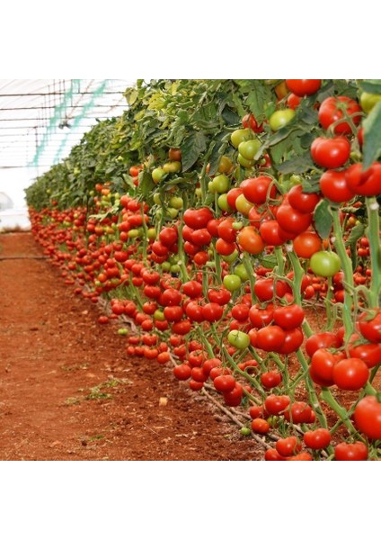 Helix F1 Çeri Domates Tohumu (1000 Tohum)