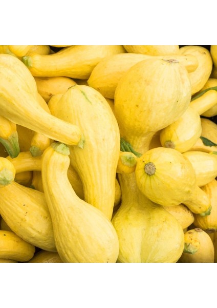 Crookneck Erkenci Yazlık Kabak Tohumu (10 Tohum)