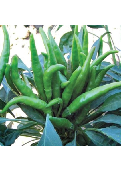 Doğal Yukarıdan Süs Biberi Tohumu (40 Tohum)