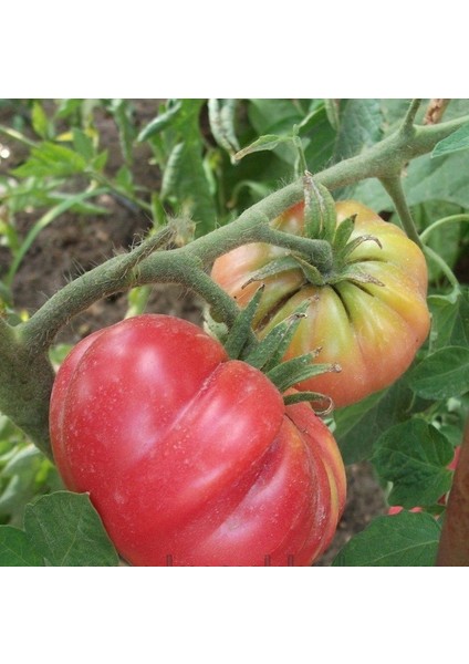 Bizimköy F2 Domates Tohumu (1000 Tohum)