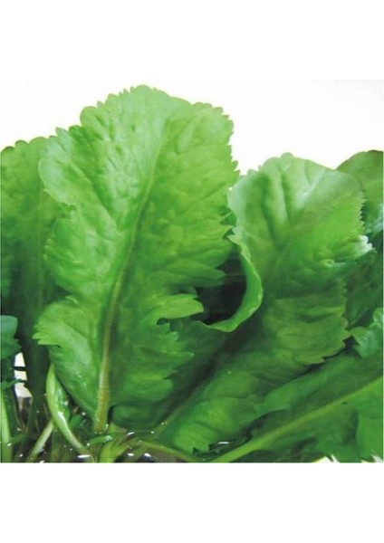 Tere Tohumu (Geniş Yaprak) (1000 Gram)