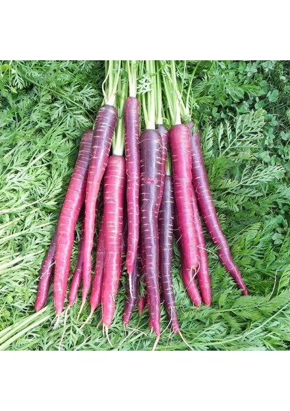 Doğal Cosmic Purple Havuç Tohumu (40 Tohum)