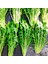 Catalogna Emerald Endive Tohumu (100 Tohum) 1