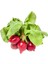 Kırmızı Fındık Turp Tohumu (500 Gram) 1